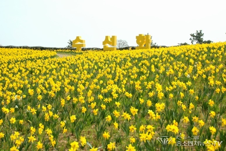 신안군 수선화 축제 (사진자료)