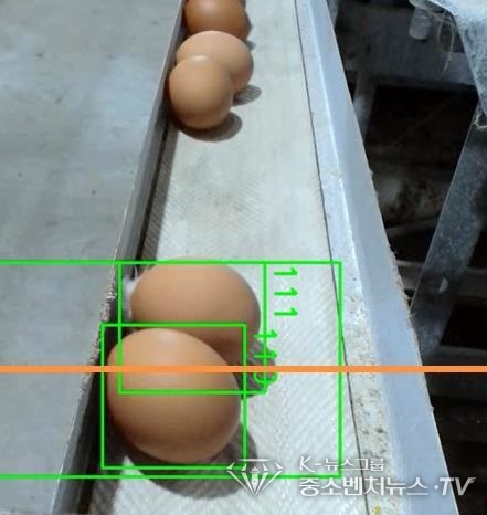 농진청, 알 낳지 않는 닭 AI 선별 기술 개발