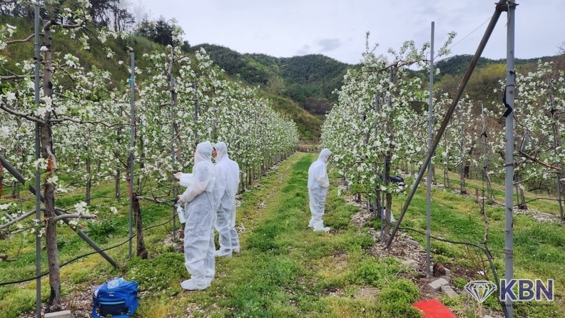 무주 과수원 정밀 예찰 장면