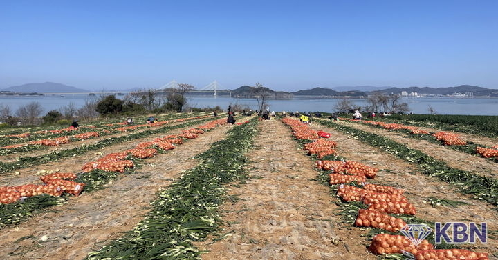 전남 무안군 해제면 양파 주산지 