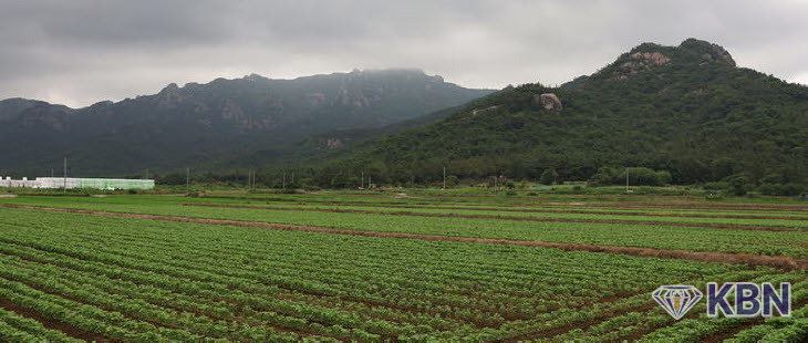 전남 들녂