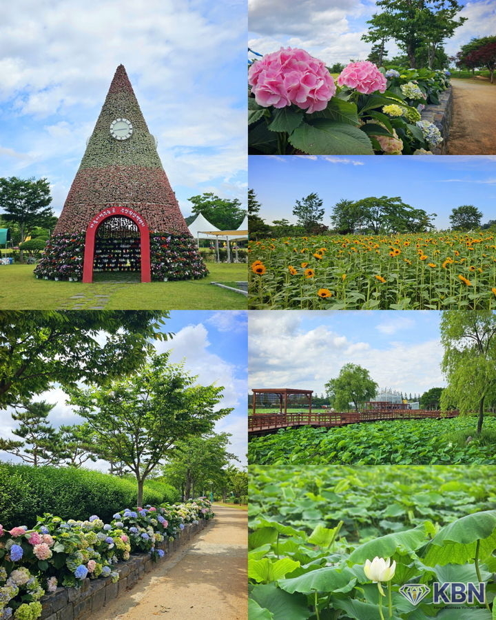 무안연꽃축제가 열리는 회산백련지. (사진=무안군 제공)