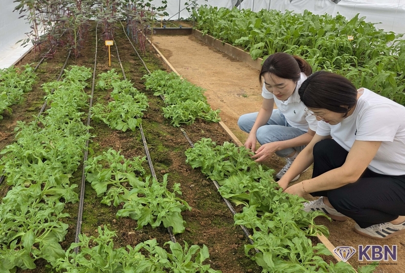 전남도 농업기술원에서는 아열대 채소를 직접 재배 연구하고 있다