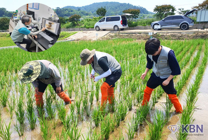 벼 비래해충 예찰·진단하는 전남농업기술원 직원들. (사진 제공 = 전남농기원)