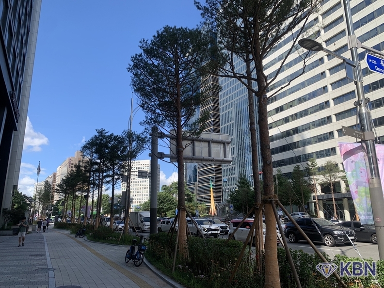 마포대로 소나무 가로수