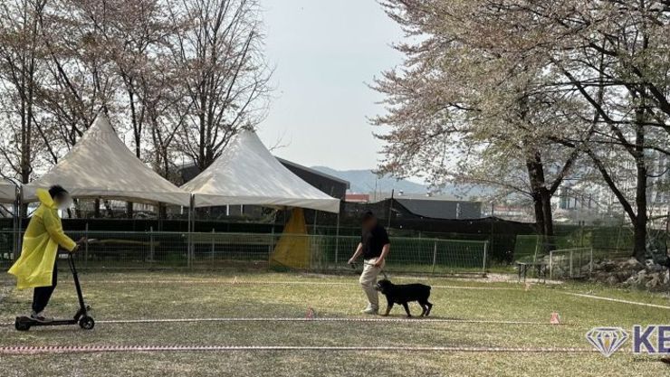 경기도, "맹견 키우려면 올해 말까지 꼭 허가 받으세요"