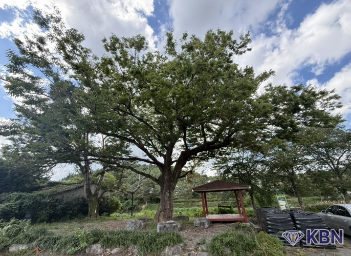 화순군 관내 보호수